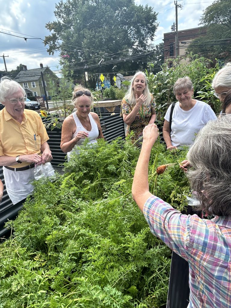 5 older adults picking carrots