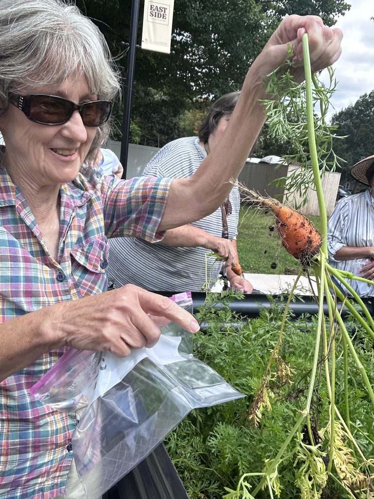one older adult pick one long carrot 